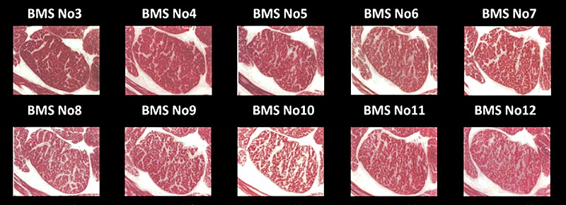 Comparing Steak Cuts: How to Choose the Japanese Wagyu Steak for